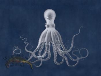 Savigny Octopus Blue